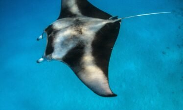 Malediven Tauchreise – Dhonfanu Divetrip